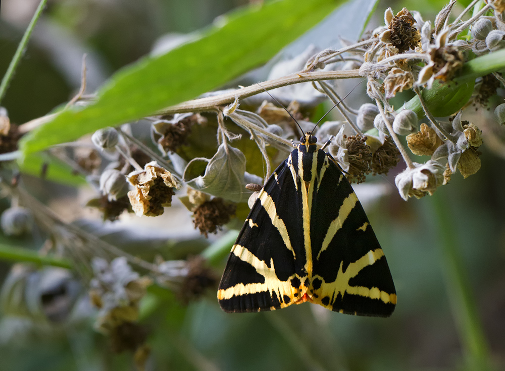 "Russischer Bär" in heimischen Wäldern Foto & Bild | tiere, wildlife