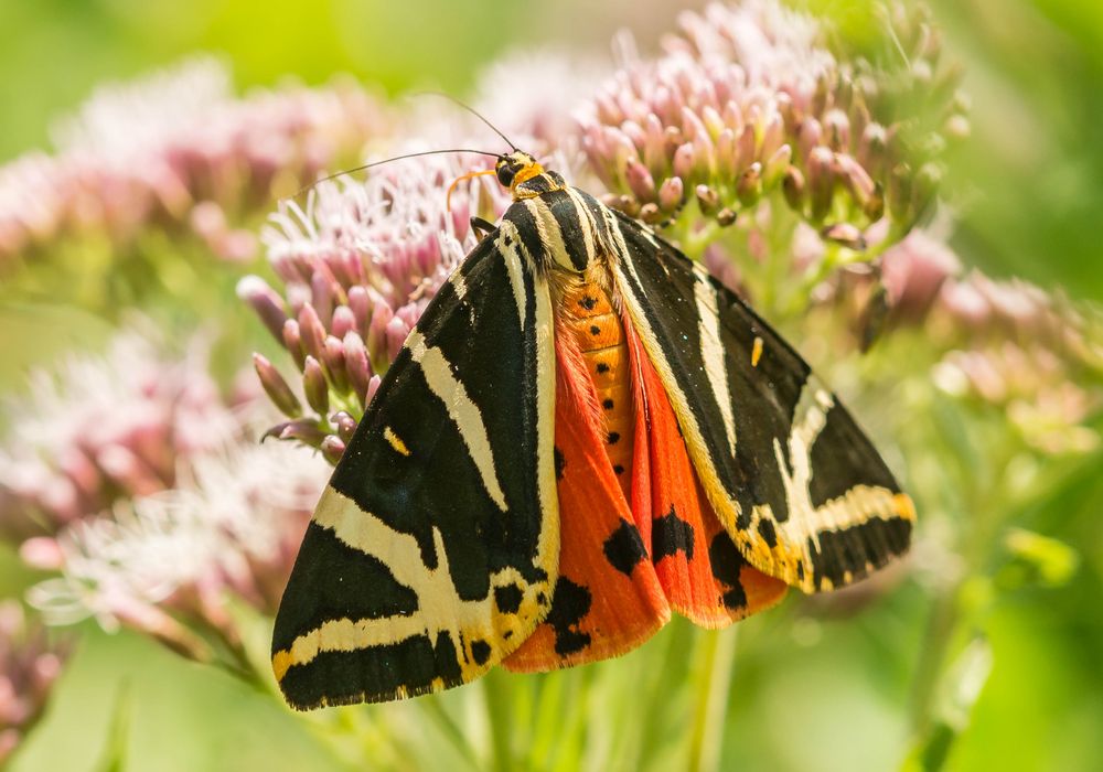 Russischer Bär in seiner ganzen Farbenpracht Foto & Bild | tiere