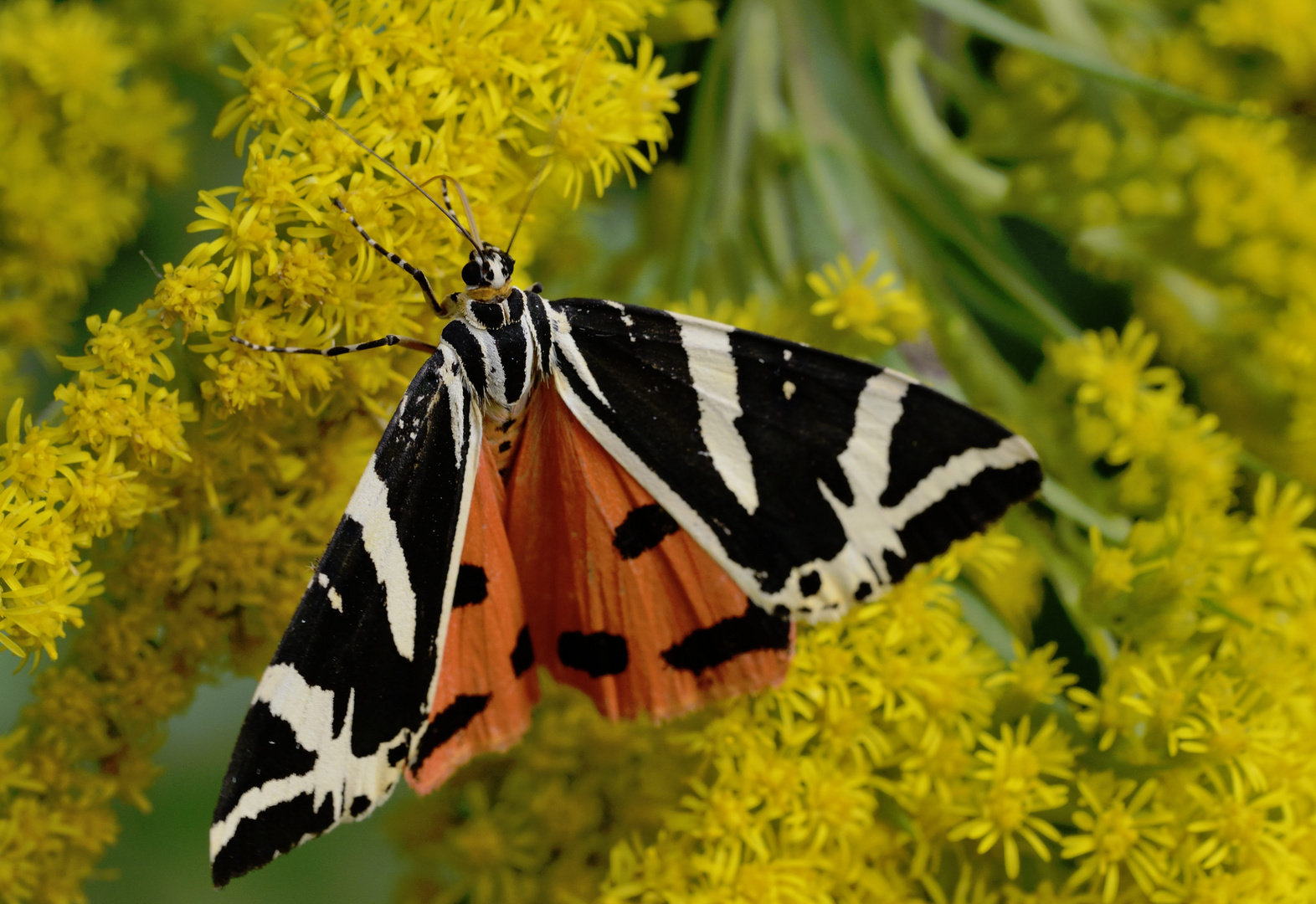 Russischer Bär / Spanische Flagge (Callimorpha quadripunctaria)