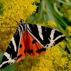 Russischer Bär / Spanische Flagge (Callimorpha quadripunctaria)