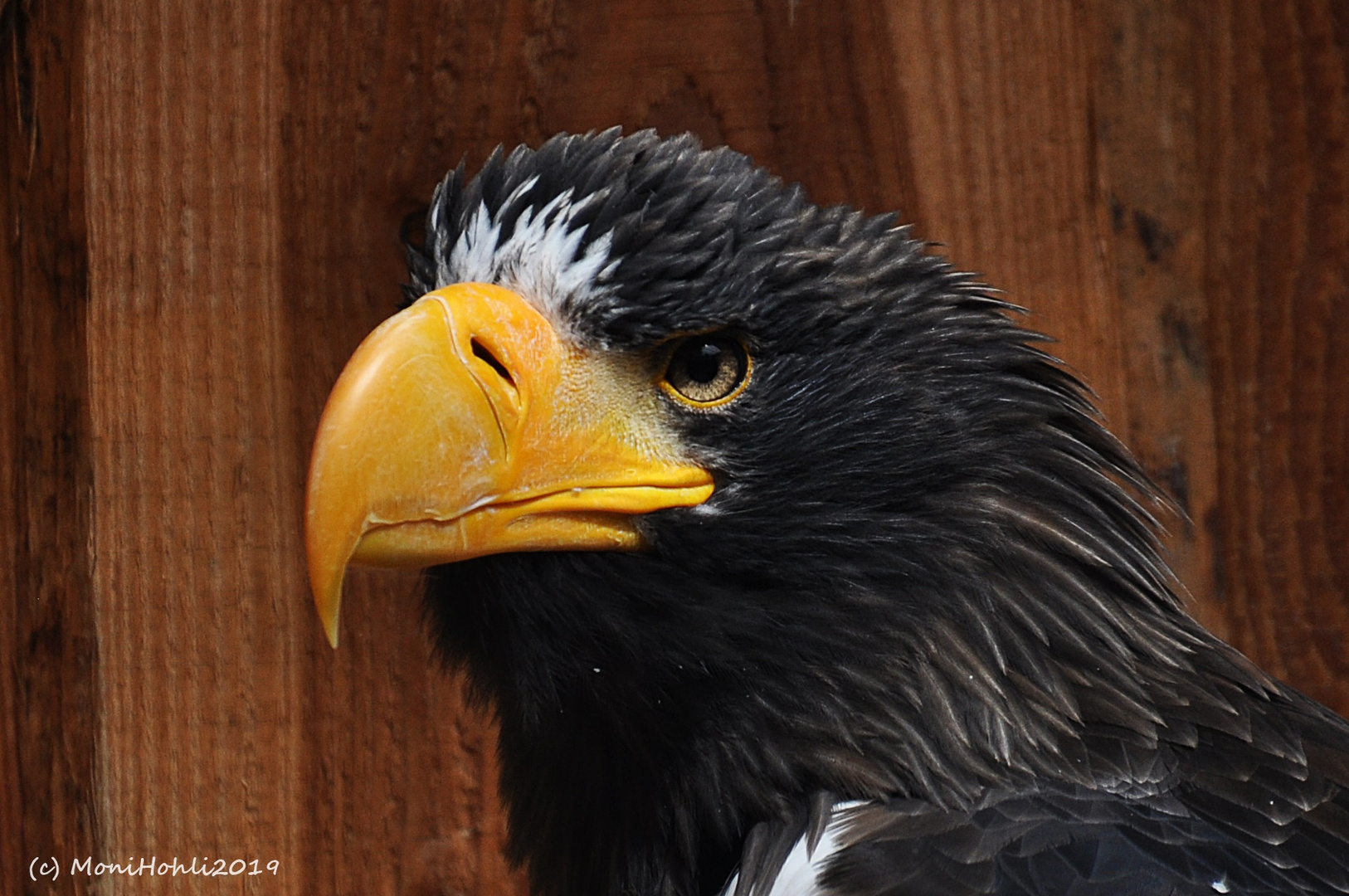 Russischer Riesenseeadler