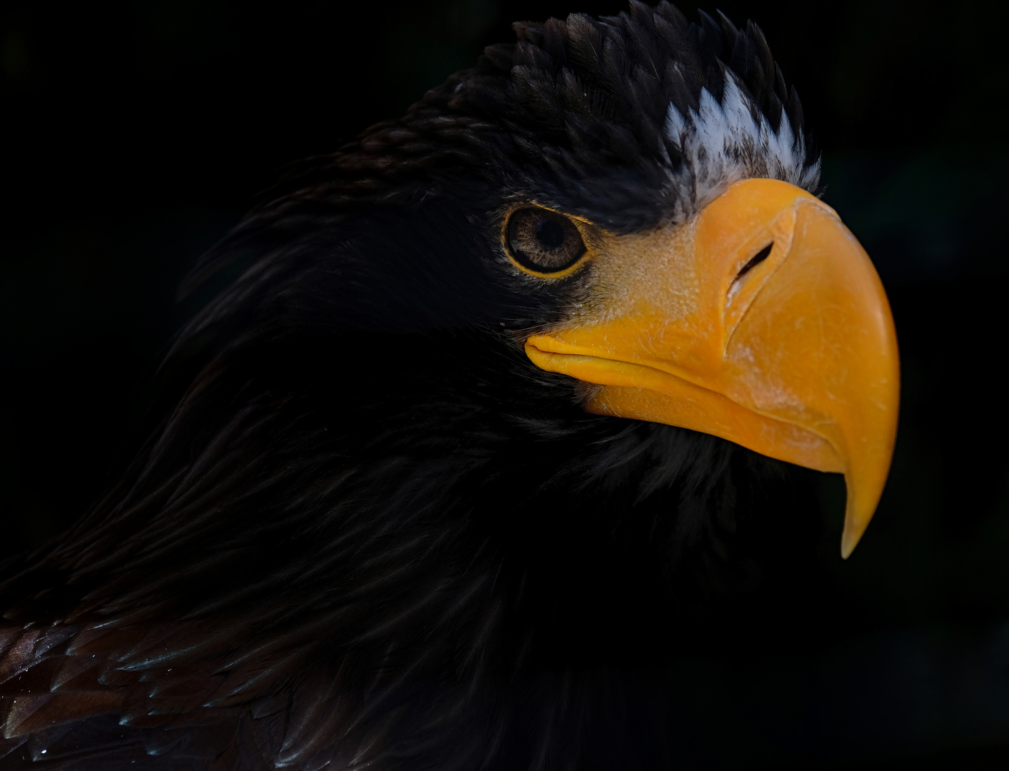 Russischer Riesenseeadler