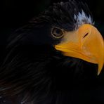 Russischer Riesenseeadler