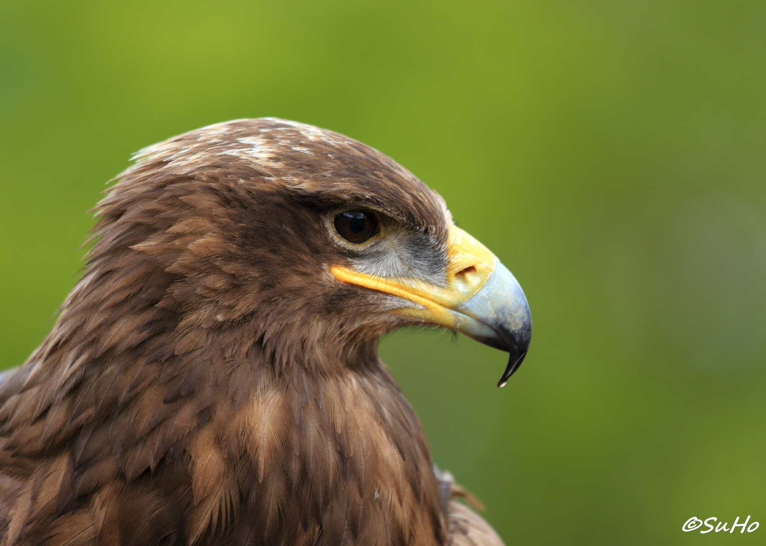 Russischer Steppenadler