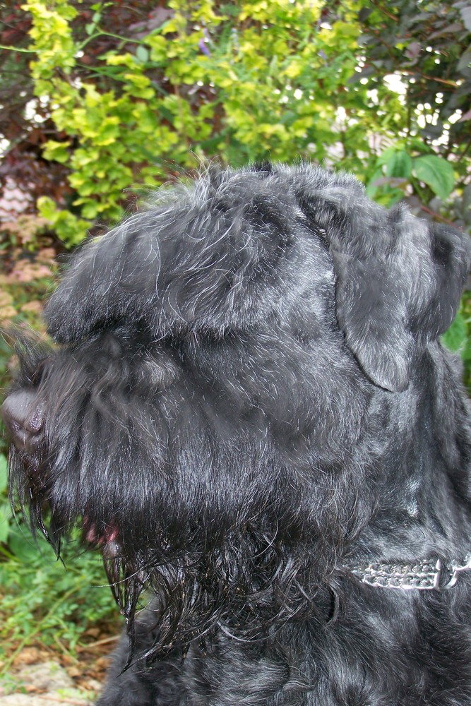 Russischer Terrier