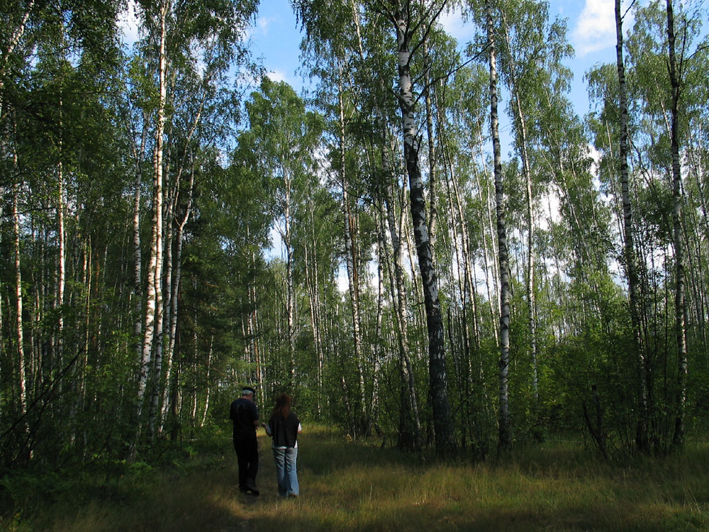 Russischer Wald