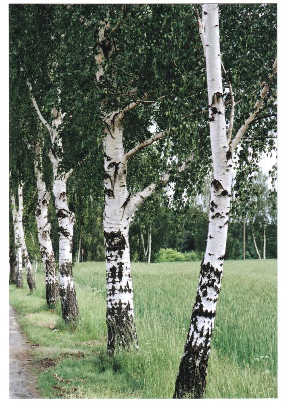 Russischer Wald in der Oberlausitz, Nähe Grubschütz/Bautzen