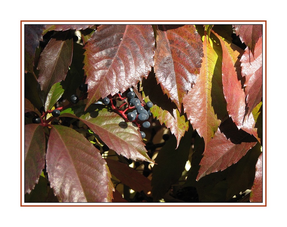 russischer Wein Foto & Bild jahreszeiten, herbst, pflanzen Bilder auf