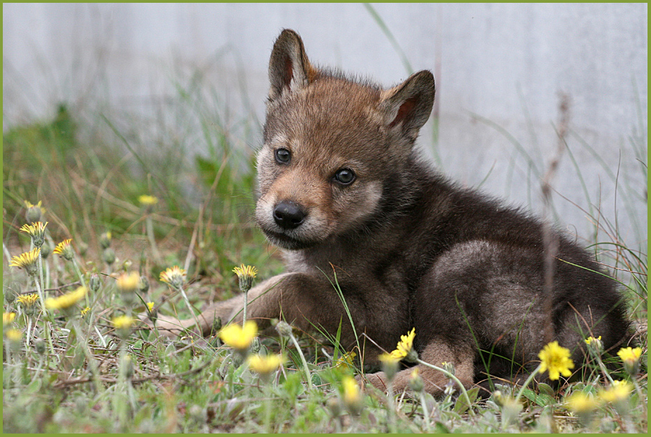 russischer Wolfswelpe "Zhorik"