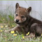 russischer Wolfswelpe "Zhorik"