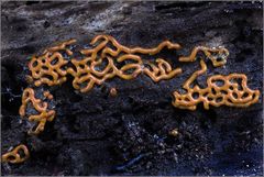 Russisches Brot...