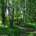 Russisches Waldland