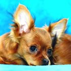 Russkiy Toy Terrier