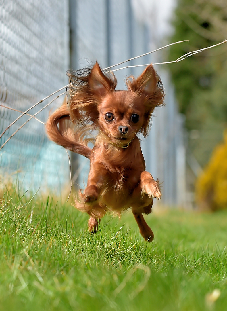 Russky Toy Terrier 