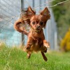 Russky Toy Terrier 