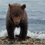 Russlands wilder Osten [102] - Nase rümpfen