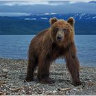Russlands wilder Osten [2] - Bären