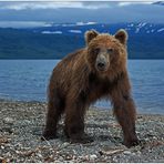 Russlands wilder Osten [2] - Bären