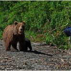 Russlands wilder Osten [25] - Nähe