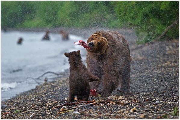 Russlands wilder Osten [28] - Bärenshake