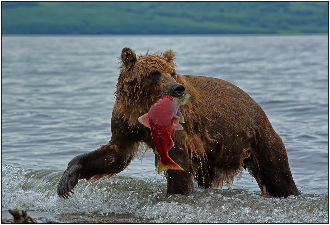 Russlands wilder Osten [3] - Fette Beute