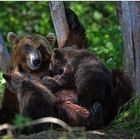 Russlands wilder Osten [30] - Raubtierfütterung