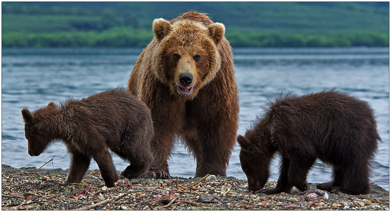 Russlands wilder Osten [38] - Protecting Mum