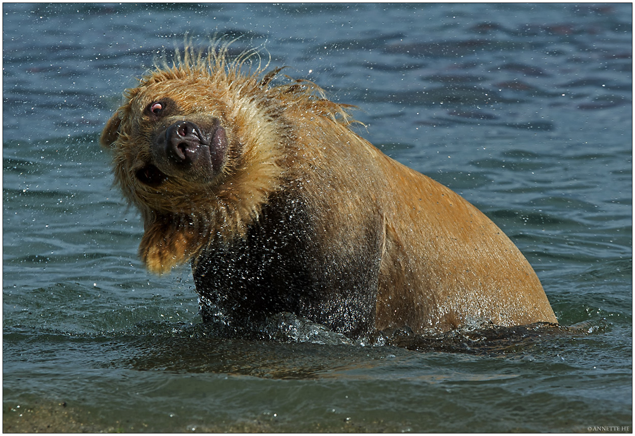 Russlands wilder Osten [44] - Mad Bear Foto & Bild | tiere, wildlife