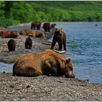 Russlands wilder Osten [47] - Erhöhtes Bärenaufkommen