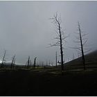 Russlands wilder Osten [48] - Der tote Wald