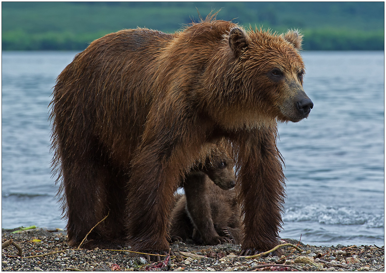 Russlands wilder Osten [51] - Durchblick