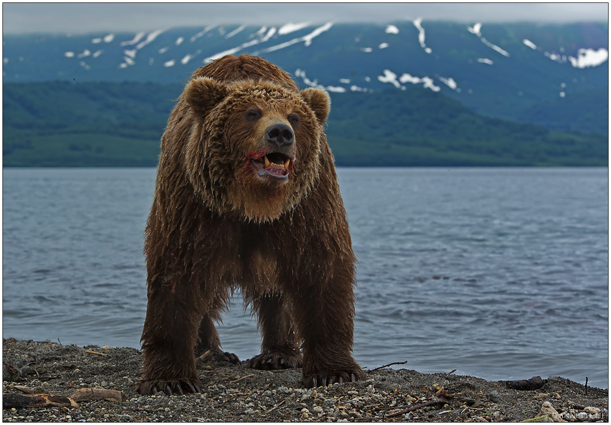 Russlands wilder Osten [57] - Der Bär