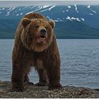 Russlands wilder Osten [57] - Der Bär