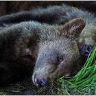 Russlands wilder Osten [69] - Mittagsschläfchen