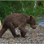 Russlands wilder Osten [76] - Der kleine Trotzkopf