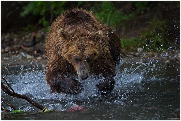 Russlands wilder Osten [87] - volle Konzentration