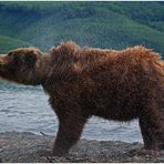 Russlands wilder Osten [93] - Bärenshake im Profil