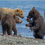 Russlands wilder Osten [96] - Fang Dir selber einen