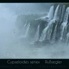 Rußsegler - Cypseloides senex (Iguacu)(8059)