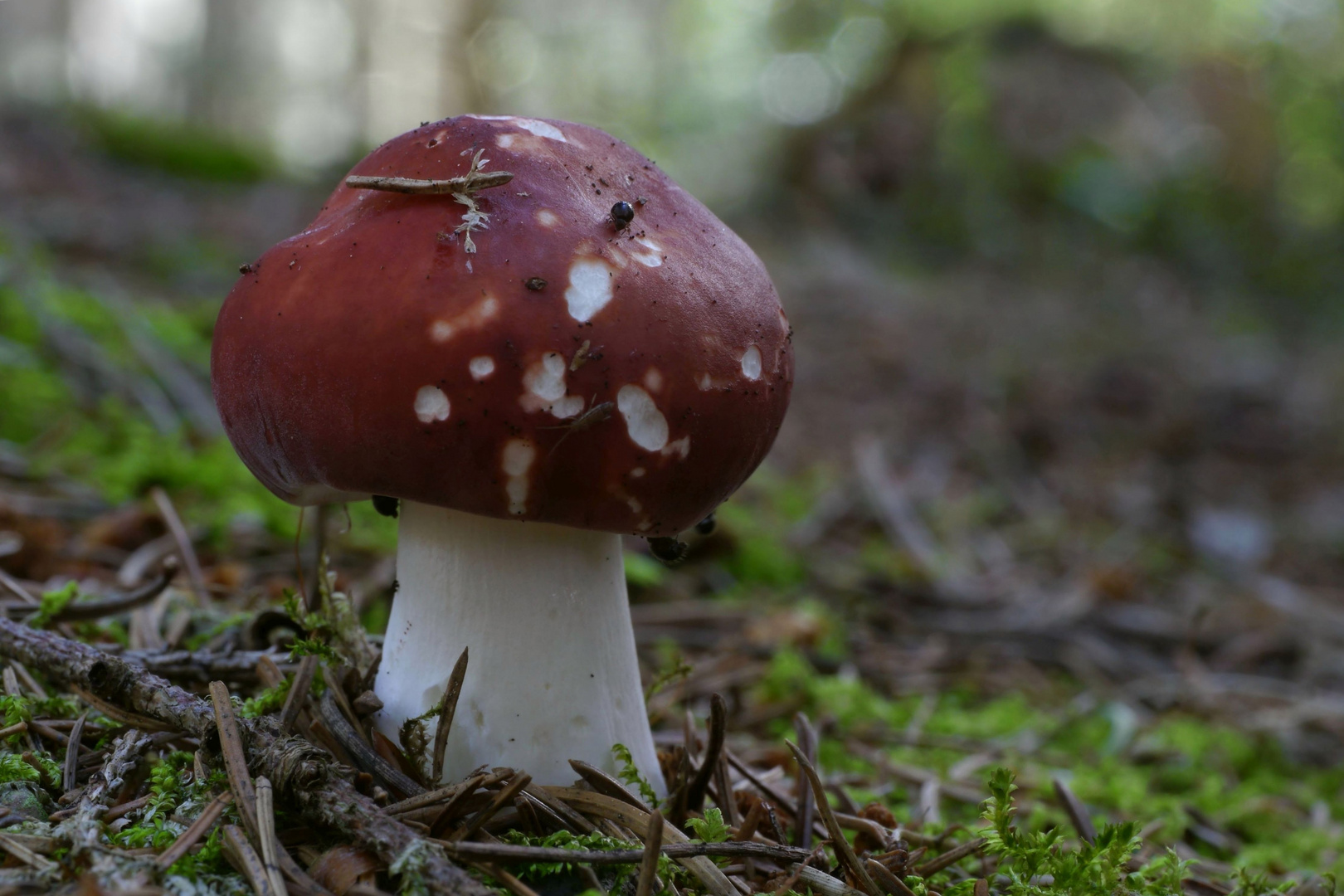 russula