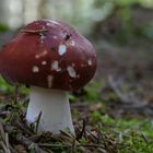 russula