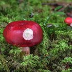 Russula cf. rhodopus