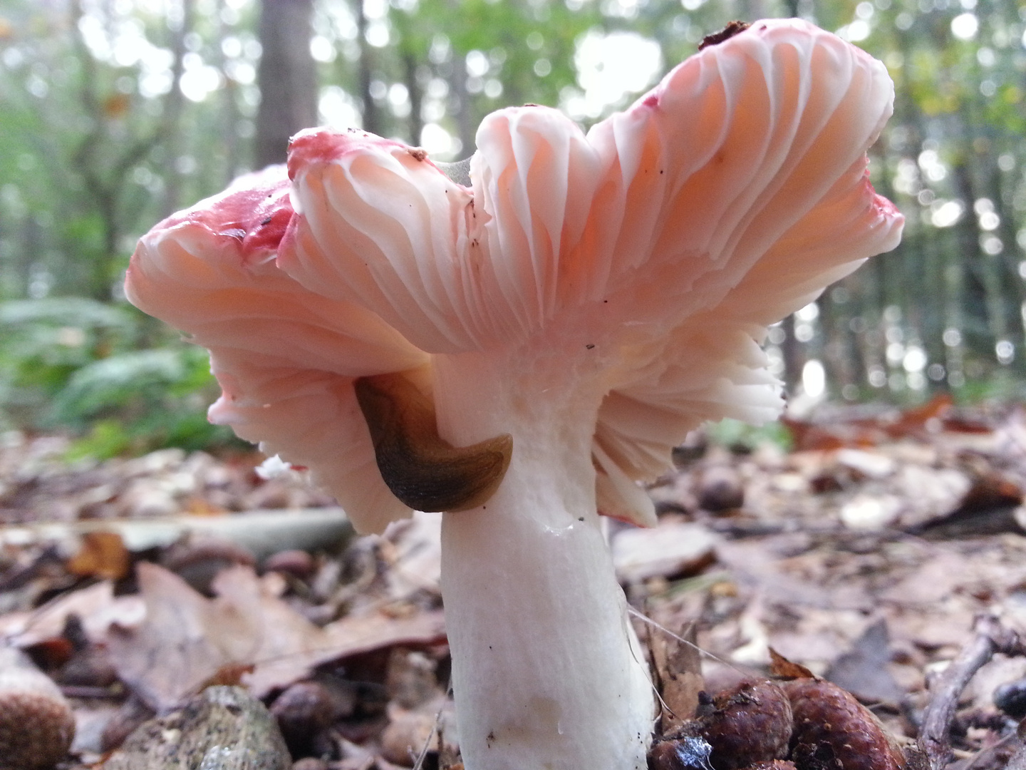 Russula emetica