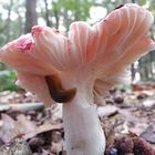 Russula emetica