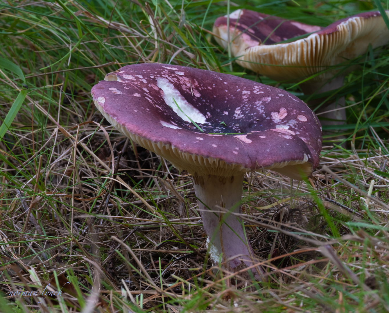 Russula Xerampelina