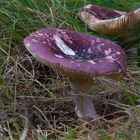 Russula Xerampelina