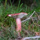   Russula xerampelina