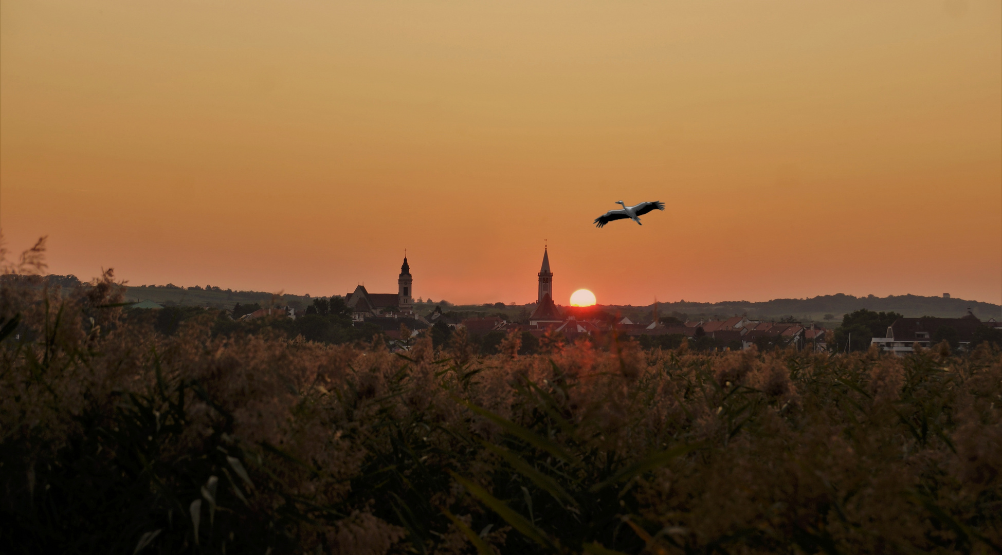 Rust am Neusiedlersee