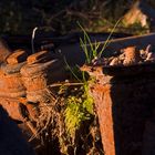 Rust and grass