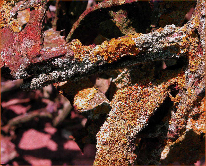 rust and mosses